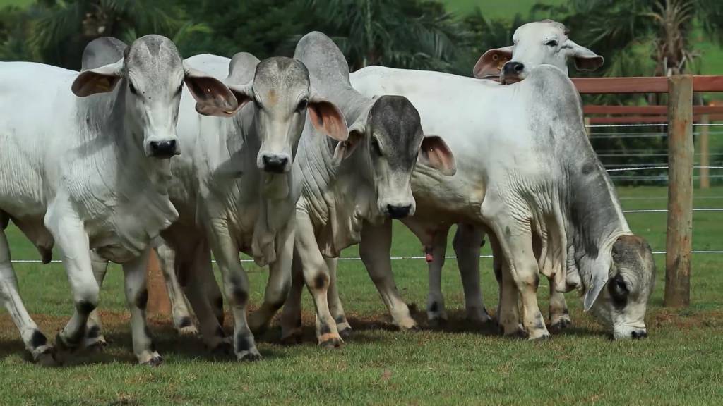 Cotação Da Novilha Gorda Cai Nos Estados De Alagoas E Bahia - SBA1 ...